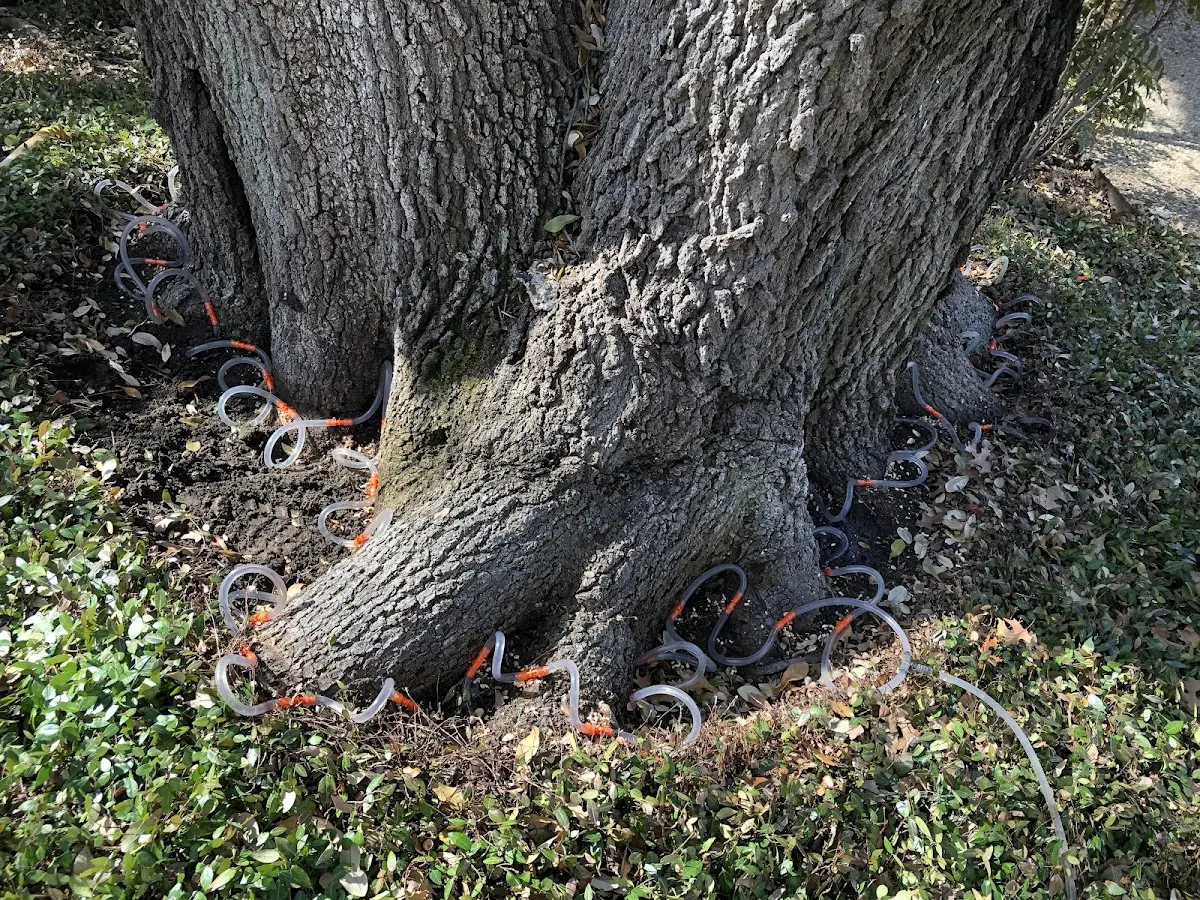 Detailed Tree Cabling and Bracing job site in Little Falls